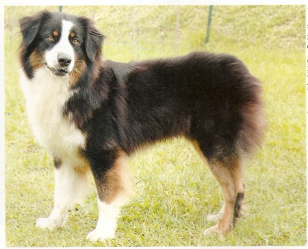 Border Collie